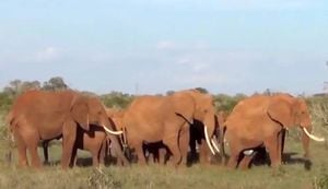 VÍDEO: elefantes se reúnem para ajudar mãe dando à luz