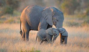FOTO: la conmovedora imagen de dos elefantes tomados de la trompa al despedirse
