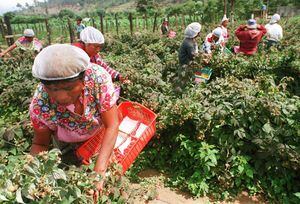 EE. UU. podría priorizar visas para trabajadores guatemaltecos agrícolas