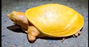 Vídeo: Rara tartaruga amarela é descoberta em vilarejo da Índia