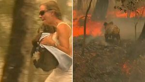 Imagens fortes: Vídeo mostra mulher arriscando a vida para salvar coala de incêndio na Austrália