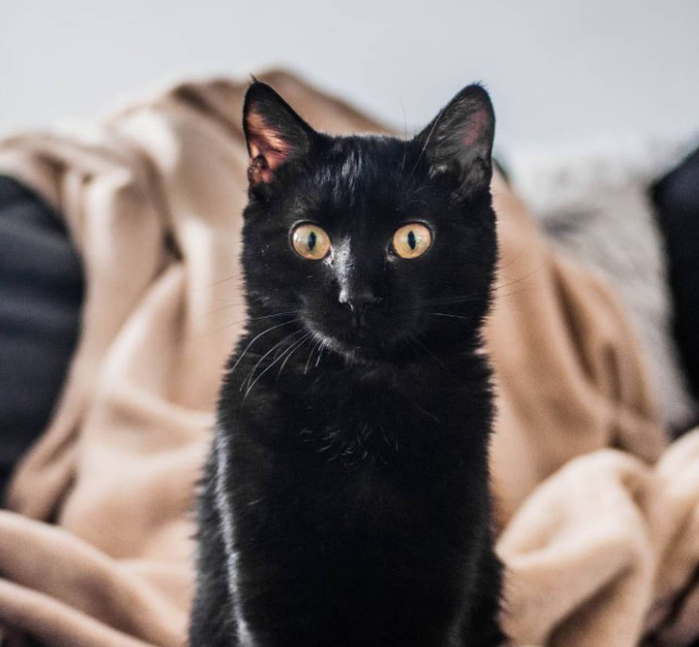 Si escoges un gato negro, esto significa