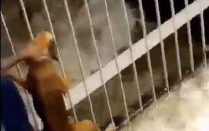 Hombre rescató a perro que estaba a punto de ahogarse en Guayaquil