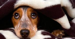 5 dicas para cães que tem medo de trovão