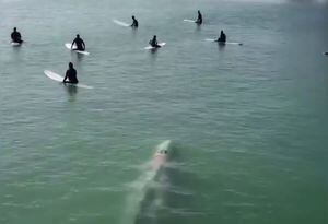 VÍDEO: Baleia-azul surpreende grupo de surfistas