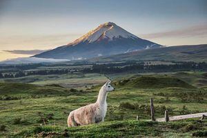 Ecuador usará 300 memes para promocionar el turismo en el país