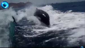 ASSISTA: ‘Baleias assassinas perseguem’ pequena embarcação turística em alto mar