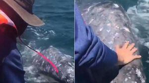 Vídeo de momento raro em que filhote de baleia se aproxima de barco de turistas faz sucesso na Internet