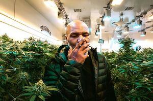 Mike Tyson vuela con su emprendimiento de marihuana: Construye un resort para fumadores y planea una universidad