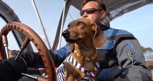 Perro salchicha ayuda a su dueño a llevar turistas para paseo en bote