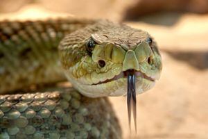 Naturaleza salvaje: Niño mató con mordida a serpiente que lo atacó