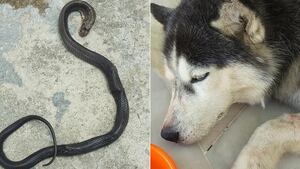 Vídeo: Cão adotado protege família de cobra venenosa e comove a Internet
