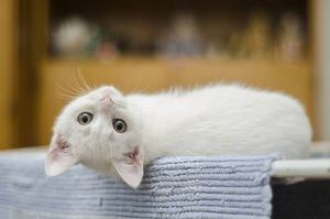 Se você ainda não viu um gato cego, prepare-se, pois os olhos deles vão te hipnotizar; veja fotos