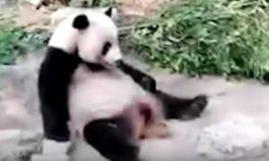Indignación en las redes: un turista intenta despertar a un oso panda lanzándole una piedra