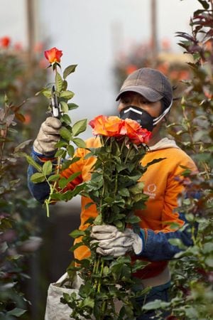 Las flores ecuatorianas amenazadas este San Valentín por el cambio climático