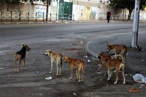 Video: agreden a una mujer por dar de comer a perros callejeros