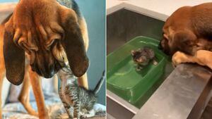 Vídeo de cadela 'consolando' gatinho em abrigo faz sucesso nas redes sociais
