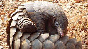 Pangolín, el animal que habría facilitado la propagación del coronavirus