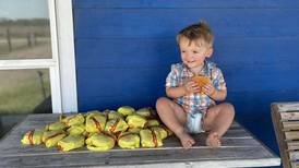 Niño de 2 años pidió 31 hamburguesas desde el celular de su mamá y se vuelve viral