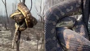 Vídeo dramático mostra cobra tentando fugir de incêndios na Austrália