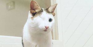 La conmovedora historia del gatito rescatado con cuatro orejas y un solo ojo