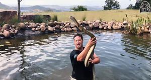 Vídeo mostra homem nadando com gigante cobra-rei de mais de 4 metros; espécie é a maior cobra venenosa do mundo