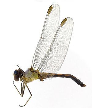 Duas novas espécies de libélula são encontradas em parque estadual de MG