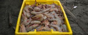 Ecuador cuestiona que COVID-19 sobreviviera en camarón congelado enviado a China