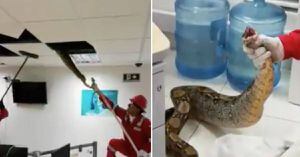 (VIDEO) Encuentran enorme serpiente en falso techo de una oficina