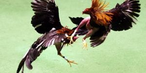 Cámara solicita al Congreso revertir prohibición de las peleas de gallos en Puerto Rico
