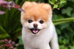 ¡Nooooo!: muere Boo, el adorable perrito con más de 16 millones de seguidores