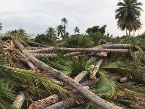 Gobierno rechaza expresiones de FEMA sobre tala de árboles en Cerro Gordo
