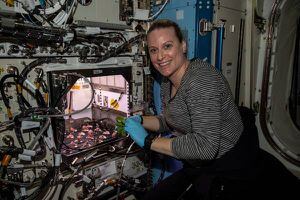 Astronautas de la Estación Espacial Internacional comieron rábanos que cosecharon dentro de la nave