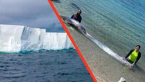 Insólito: pez remo gigante es encontrado y ocurre un sismo en Alaska