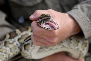 Hombre mató a mordiscos a una serpiente antes de morir envenenado