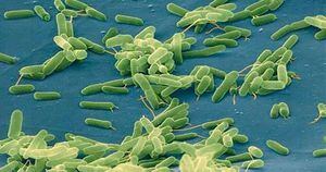 Bactéria carnívora é diagnosticada em 5 pessoas nos EUA