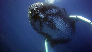 Estudio señala que las ballenas cumplen un rol trascendental en la lucha con el cambio climático