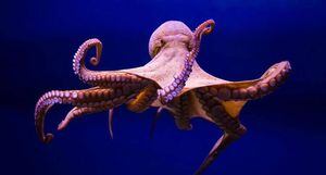 Estudio encuentra que el pulpo tiene dos etapas de sueños al igual que el humano y en un cambia su color de piel