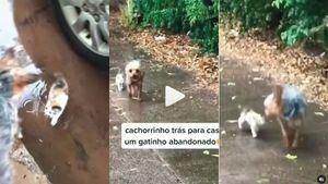 [VÍDEO]Cachorrinho traz para casa gatinho abandonado e registro emociona internautas. Assista também.