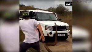 VÍDEO: Turistas fogem assustados de píton que ataca carro e são perseguidos por réptil