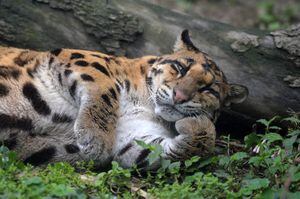 Video: Vea a este leopardo jugar con el pie de un turista