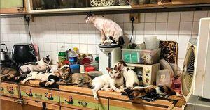 Gatos abandonados em apartamento devoram os mais fracos para sobreviverem