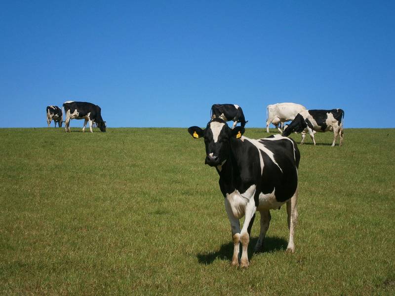 Las vacas producen metano