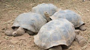Crece la población de tortugas gigantes en las Islas Galápagos