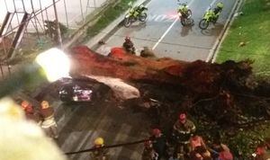 Enorme árbol cayó sobre un vehículo y terminó con la vida de una persona