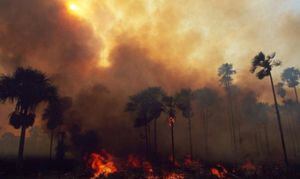 ¿Quiénes son los culpables del lamentable incendio en la Amazonía?