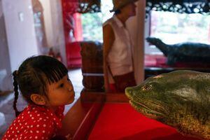EN IMÁGENES. Tortuga sagrada embalsamada para la eternidad tiene gran significado en Vietnam