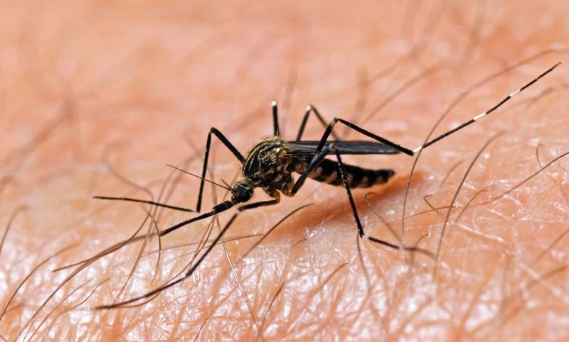 Mosquitos portadores del virus Nilo Occidental.| Foto: Referencial