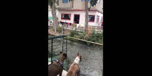 Video muestra a peces saltando en medio del terremoto en México