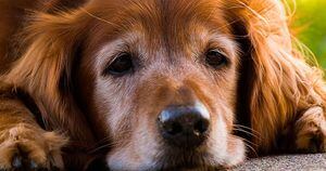 5 dicas para cuidar de cães já idosos
